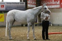 17_ApHC Halter Classes (Mares, Geldings, Stallions)